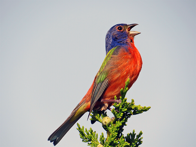 Painted Bunting Photo by Clifton Avery